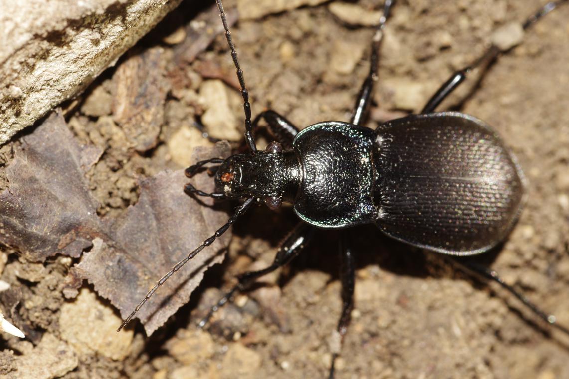 Carabus (Archicarabus) rossii